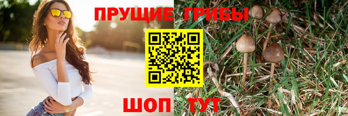 Тосно  где можно купить   Вход с VPN  Галлюциногенные грибы MAGIC MUSHROOMS 